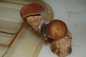 awww.naturamediterraneo.com_Public_data7_paoli_Gemelli_201_20.JPG_2008720171820_Gemelli_201_20.JPG