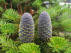 aupload.wikimedia.org_wikipedia_commons_thumb_7_71_Abies_korea1d2182974c31df2aec951c194b76d518.jpg aupload.wikimedia.org_wikipedia_commons_thumb_7_71_Abies_korea1d2182974c31df2aec951c194b76d518.jpg