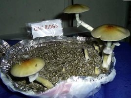 ai292.photobucket.com_albums_mm37_sahtanoj_OakRidge_byNomade.jpg