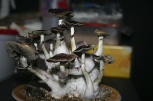 ai292.photobucket.com_albums_mm37_sahtanoj_boloPF01.jpg