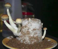 ai292.photobucket.com_albums_mm37_sahtanoj_2flushCM_01.jpg