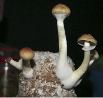 ai292.photobucket.com_albums_mm37_sahtanoj_2flushCM_2.jpg