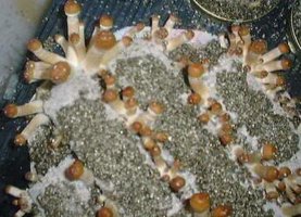 ai292.photobucket.com_albums_mm37_sahtanoj_edge_01.jpg