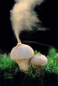 awww.fotoplatforma.pl_foto_galeria_4507_Kopia_490Purchawka_chropowa.jpg