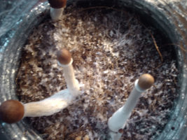 ai109.photobucket.com_albums_n62_xiloscient_IMAG0044_1.jpg ai109.photobucket.com_albums_n62_xiloscient_IMAG0044_1.jpg