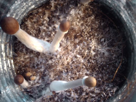 ai109.photobucket.com_albums_n62_xiloscient_IMAG0046_1.jpg ai109.photobucket.com_albums_n62_xiloscient_IMAG0046_1.jpg