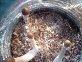 ai109.photobucket.com_albums_n62_xiloscient_IMAG0045.jpg ai109.photobucket.com_albums_n62_xiloscient_IMAG0045.jpg
