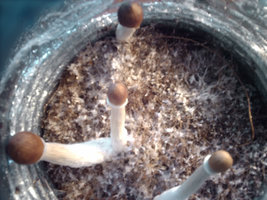 ai109.photobucket.com_albums_n62_xiloscient_IMAG0047.jpg ai109.photobucket.com_albums_n62_xiloscient_IMAG0047.jpg