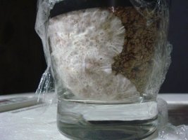 ai292.photobucket.com_albums_mm37_sahtanoj_cultivo_MPalenque0102092.jpg