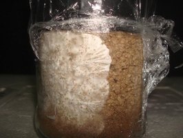 ai292.photobucket.com_albums_mm37_sahtanoj_cultivo_MPalenque0102093.jpg