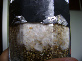 afarm4.static.flickr.com_3108_3230648903_f2d8e64c8f.jpg_a4f0a23c50a330cf1bf56cae6c33a893.jpg