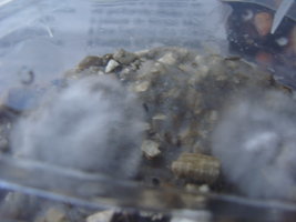ai283.photobucket.com_albums_kk292_t3minatorPT_DSC01184.jpg