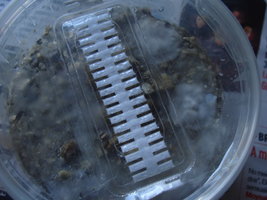 ai283.photobucket.com_albums_kk292_t3minatorPT_DSC01185.jpg