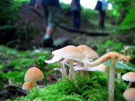 ai292.photobucket.com_albums_mm37_sahtanoj_img_1456.jpg