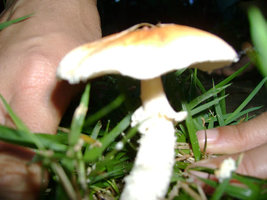 ai157.photobucket.com_albums_t66_Oidicius_psylo_3.jpg