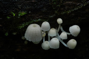 a3.bp.blogspot.com__2Lc0JeIN_Zs_Se0MmNSfuGI_AAAAAAAABSo_lo9CiFOmKBU_s320_DSC_7013.JPG