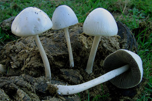 awww.aranzadi_zientziak.org_fileadmin_docs_micologia_salidas_Panaeolus_antillarum1.jpg