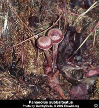 awww.erowid.org_plants_mushrooms_images_archive_panaeolus_subbalteatus5.jpg