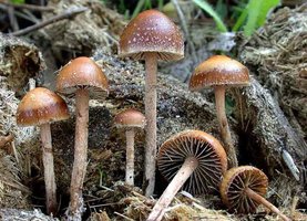 ajlcheype.free.fr_images_Agaricomycetes_Psilocybe_coprophila.jpg