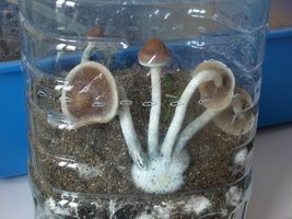 awww.shroomery.org_images_25150_749137500_a6889.jpg