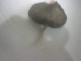 aimg708.imageshack.us_img708_7337_cimaik.png