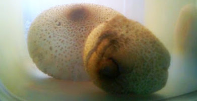 alh3.ggpht.com__CJNOOHY1vLY_S8NmljCx63I_AAAAAAAAAF4_LDGQc3uQFpo_s400_BS101021512152316.jpg