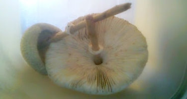 alh5.ggpht.com__CJNOOHY1vLY_S8NmxcQYjuI_AAAAAAAAAGI_Tj_3ugahYCU_s400_BS101021512152400.jpg