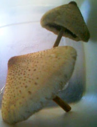 alh5.ggpht.com__CJNOOHY1vLY_S8NmqVoM69I_AAAAAAAAAGA_AbuMslisgXQ_s400_BS101021512152349.jpg