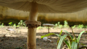 aspd.fotolog.com.br_photo_45_4_29_nay_acosta_1270044366547_f.jpg