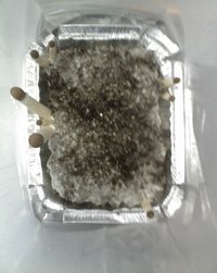 ai175.photobucket.com_albums_w146_edsam7_12_05_10_0830.jpg
