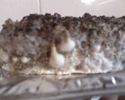 ai175.photobucket.com_albums_w146_edsam7_18_05_10_1954.jpg