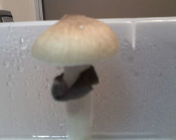 ai175.photobucket.com_albums_w146_edsam7_28_05_10_0620.jpg