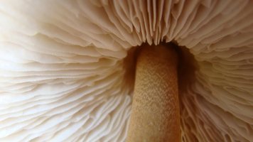 aimages.orkut.com_orkut_photos_OgAAAMf42K6rUfPez1Ax6iAzXwBDKOd327a1e5df30e2bdbf551793db28b1b4b.jpg
