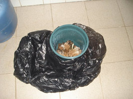 alh5.ggpht.com__yRZT7ueAr30_S_RSLjAWKtI_AAAAAAAABoM_WLn6f7XEDlY_s640_Mushroom_20_283_29.jpg