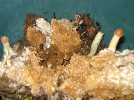 alh5.ggpht.com__yRZT7ueAr30_S_RSLRwrhxI_AAAAAAAABoI_rXXFm_17MVQ_s640_Mushroom_20_282_29.jpg