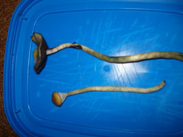 alh3.ggpht.com__yRZT7ueAr30_S_RSL4XDR_I_AAAAAAAABoQ_lUZL4QTIXi8_s640_Mushroom.jpg