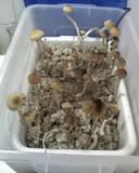 ai175.photobucket.com_albums_w146_edsam7_th_04_09_10_1110.jpg_e9c8ce0539c6d3221c53e172b90ef7a2.jpg