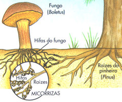 awww.biologia.blogger.com.br_micorrizas_20foto_209.jpg