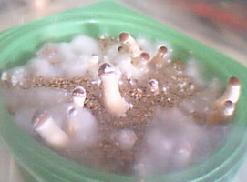 aimg338.imageshack.us_img338_4049_imagemdb.png