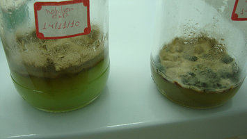 afarm6.static.flickr.com_5124_5261746705_9358900804.jpg