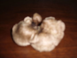 aimg29.imageshack.us_img29_3442_tipo24.jpg