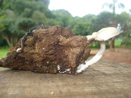 aimages.orkut.com_orkut_photos_OgAAABt3pOH2fFxM_Ic2twY2RHDnPdi164868d78bc13f23219519826c1dc32a.jpg