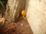 aimg4.orkut.com_images_milieu_1_1294246266255_633694453_of_Z1fe5874951e4d108f38f36c330be3a0670.jpg