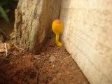 aimg2.orkut.com_images_milieu_1_1294246266258_633694453_of_Z12cad52314136ef27e62d25ebe6e7efdac.jpg