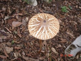 aimages.orkut.com_orkut_photos_OgAAAH2nNjXn0wRKNYBDTugkMkyqRdf32c58265178eaee0226f75195ff0eb30.jpg