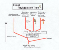 aclassic.sidwell.edu_us_science_vlb_class_fungi_fungiphylotree.jpg