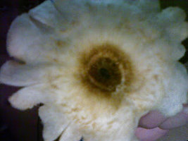 alh5.googleusercontent.com__m6NBQxYNUW8_TVK3gkEQvUI_AAAAAAAAAC4542e7d9a480e40132b73bd210caa489.jpg