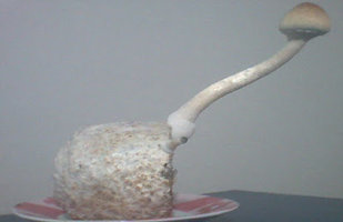 alh4.googleusercontent.com__e_GVq5E9C3Y_TWGIbgFgOpI_AAAAAAAABHk_dEcSu7zjiy8_s400_cogu_2003.jpg