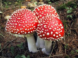 awww.morelmushroomhunting.com_amanita_muscaria_red.jpg