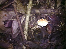 ai52.tinypic.com_287qc7o.jpg